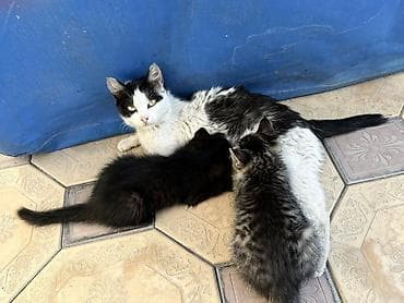 cane corso: Котята от домашней кошки - Описание: помёт из двух котят вместе с — 1