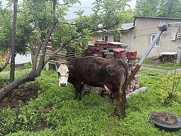 ветеринар вызов дом в бишкеке: Продаю | Корова (самка) | Полукровка | Для молока | После отела — 2