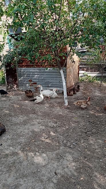 С/х животные и товары: 1) Мускусные утята: -суточные — 180 сомов/шт -месячные — 350 сомов/шт — 2