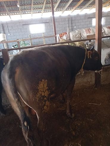 купить телят: Продаю | Бык (самец) | Полукровка | На откорм | Привязанные — 9