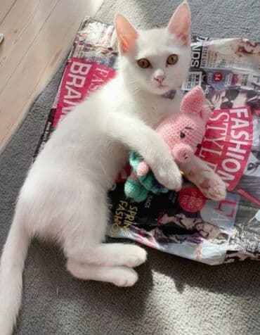 Ангорская, 2 месяца, Мальчик, Белый, Приучена к лотку at lalafo.kg Ангорская, 2 месяца, Мальчик, Белый, Приучена к лотку