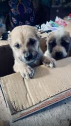 все о породах собак: Алабай, 1 месяц, Самец, С родословной — 3