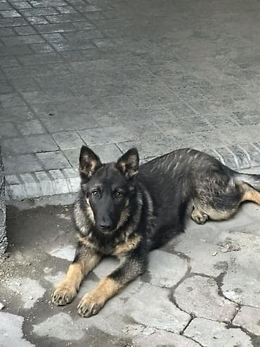 ротвейлеры щенки: Немецкая овчарка, полукровка 3 месяца - Окрас: чепрачный, насыщённые — 2