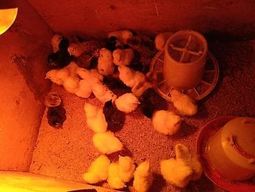 Продаю | Цыплята | Брама, Домашняя, Род-Айленд | Для разведения — 4