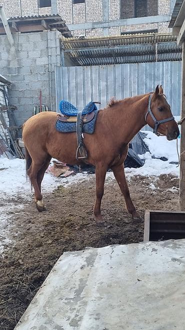 серые кошки: Продаю | Жеребец — 2