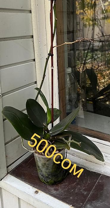 Промышленная химия: Цветы по самым низким ценам 1-Антуриум мужское счастье 4х летный в — 9