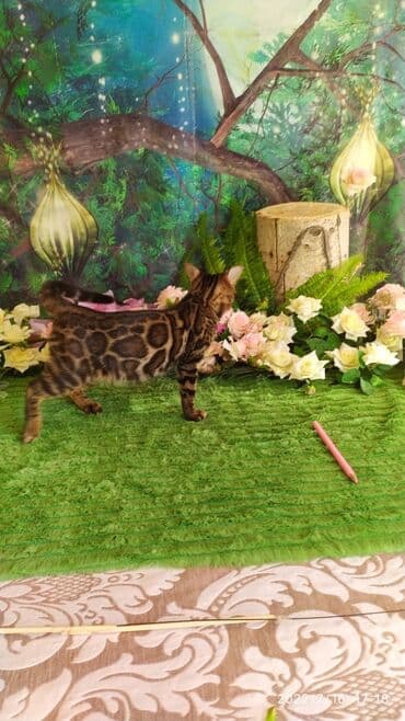 новорожденные котята: Красивейшие бенгальские котята. большие четкие розетки .контрастный — 1