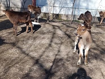 брама чорный: Продаю | Бык (самец) | Алатауская | Для разведения | Искусственник — 4