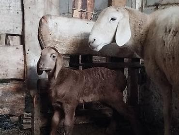 кой обмен: Продаю | Баран (самец) | Арашан | Для разведения | Племенные — 9