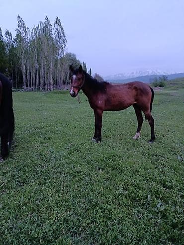 куплю конь: Продаю | Кобыла (самка) | Для разведения | Племенные — 2