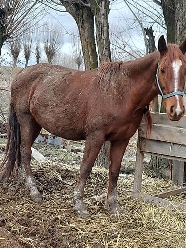 тёлка ангус: Продаю | Кобыла (самка) | Для разведения | Племенные — 1