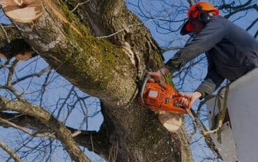 Гарантия 100% <<спилю дерево>> любой сложности#1 тынар at lalafo.kg Гарантия 100% <<спилю дерево>> любой сложности#1 тынар