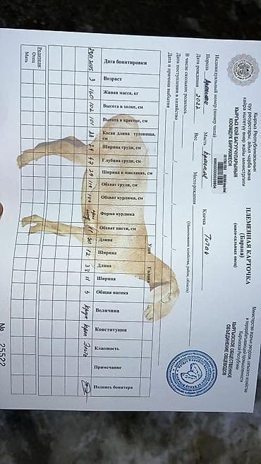 карп кой: Продаю | Баран (самец) | Для разведения | Племенные — 7