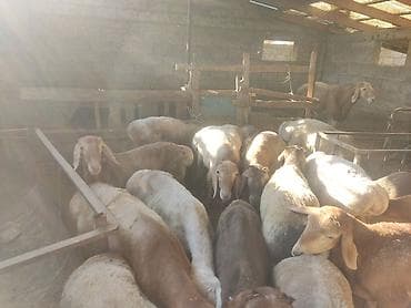 продам друга: Продаю | Баран (самец), Ягненок | Гиссарская, Арашан, Полукровка | Осеменитель, Племенные — 9