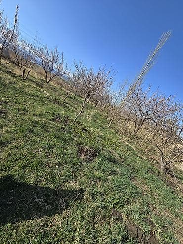 калыс ордо 1: Өсүмдүк өстүрүлүүчү чарба, 5 соток, Иштебеген, Электр энергиясы — 2