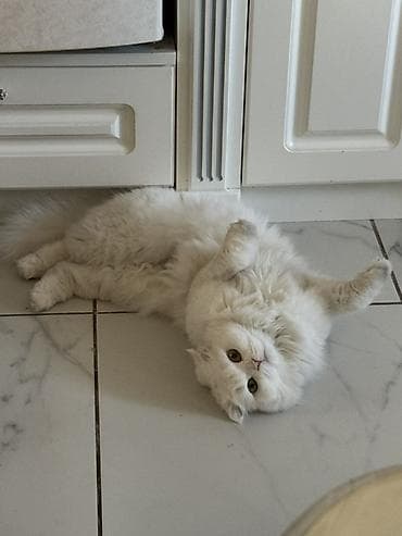 Скотиш Фолд (Шотландская вислоухая), 3 года, Девочка, Белый, Кастрирована, Приучена к лотку, Проглистована — 8