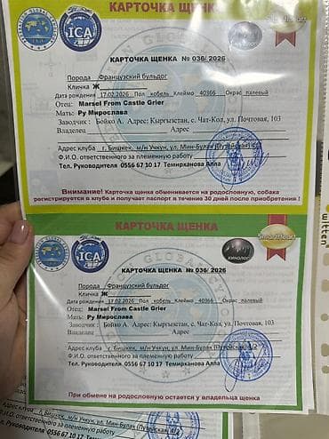 мал доктор: Открыта бронь на щенков французского бульдога. - Порода: французский — 8