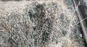 баран живой: Тюки биринчи экинчи учунчу чабык келип корсонор болот чоп жакшы жашыл — 1