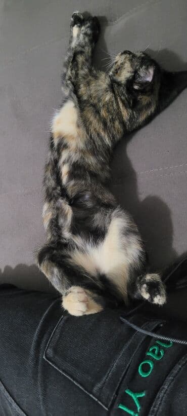 если не кастрировать кота: Кошка даром: Беспородная, 8 месяцев, Девочка, Приучена к лотку — 2