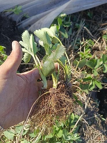 Рассада садовой земляники (клубники) сорт КЛЕРИ ЕСТЬ В НАЛИЧИИ - Тип — 3