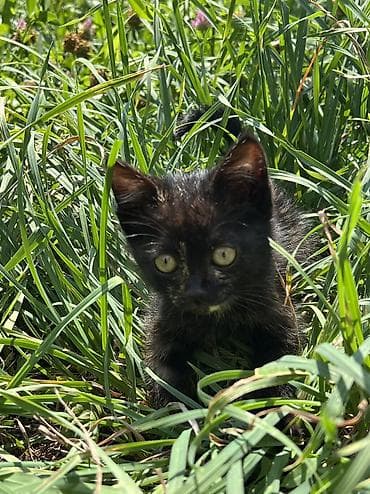 усыпление животных бишкек: Отдам котёнка в хорошие руки. 🐾 Котёнок черепахового окраса. Девочка — 7