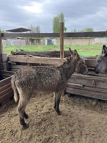 Осёл (молодой, серый, пушистая шерсть) - Порода: домашний осёл