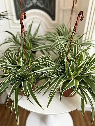 хлорофитумы: 🌿 Продаю хлорофитум 🌿 Свежий, красивый, идеально подойдет для дома или — 2