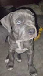 отдам даром щенка ротвейлера: Продаются щенки кубинского питбуль терьера, две девочки 05.09.25г.р. — 1