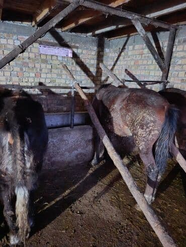 ящик под инструмент: Продаю | Конь (самец) | Рабочий — 3