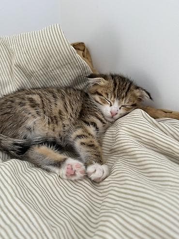 Животные: Котёнок, тигровый окрас - Полосатый короткошёрстный котёнок с белыми — 2