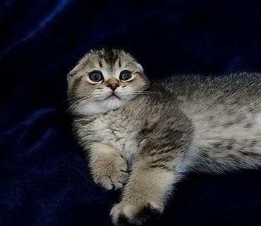 кот шотландская шиншилла: Скотиш Фолд (Шотландская вислоухая), 2 месяца, Мальчик — 7