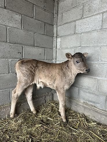 кошка сокулук: Сатам | Музоо | Бордоп семиртүү үчүн — 1