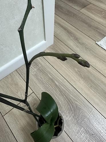 Комнатные розы: Домашняя Орхидея Голландская Phalaenopsis насыщенно-фиолетовая — 4