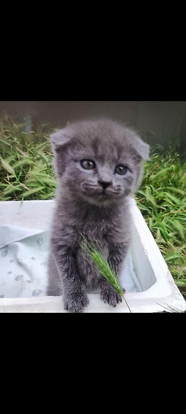 цена шотландской вислоухой кошки: Продаютя шотландские вислоухие котята (скоттиш фолд и страйт). Мама — 3