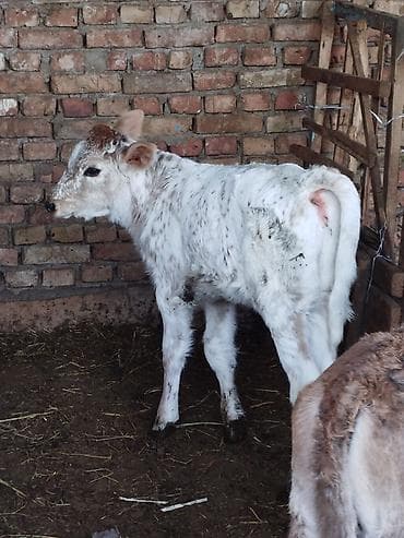 сколько стоит собака хаски щенок: Продаю | Музоо, торпок | На откорм — 3