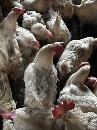 маленькие попугаи: Продаю несушек 300 голов 
1,5 года — 8