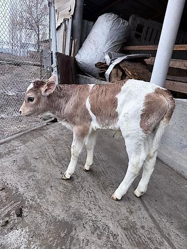 Продаю | Тёлка | На откорм