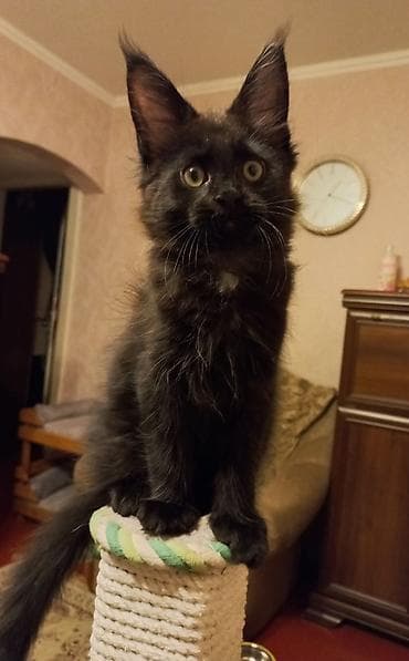 котята в бишкеке: 🐾🐈Котята мейн-кун готовы к переезду! Отличный помёт с шикарными — 2