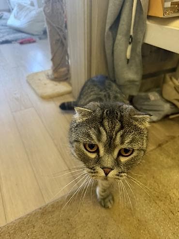 скоттиш фолд, купить: Кошка даром: Скотиш Фолд (Шотландская вислоухая), 3 года, Мальчик, Кастрирована, Приучена к лотку, Проглистована — 2