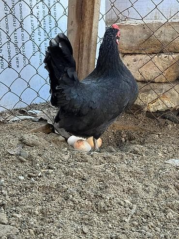 цесарка яйца купить: Продаю | Куры, Петух — 3