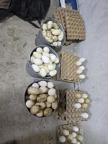 Тармактык маркетинг: Талап кылынат Канаттуу куш багуучу, Төлөм: Жума сайын, Окутуу — 1