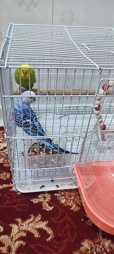 килограмм курицы цена: Срочно продаю — 1