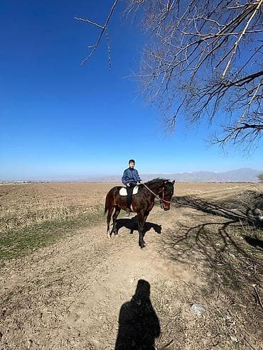 атдар: Продаю | Жеребец | Конный спорт — 7