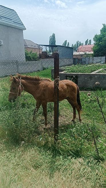 собака такса щенок: Продаю | Жеребенок — 4