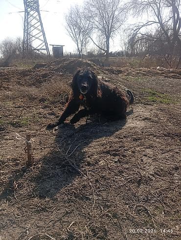 Ветеринар кызматы: Тайган, 8 айлык, Эркек, Эмделген — 5