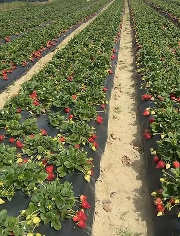 продам клубнику: Продаю рассады клубники. Сорт: Мурано, крупные, долго играющий — 1