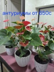 кастрюля большая: Спатифиллум (Spathiphyllum) в декоративном кашпо - Крупный, густой — 24