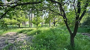 Продажа участков: 24 соток, Для сельского хозяйства, Красная книга, Тех паспорт, Договор купли-продажи — 2