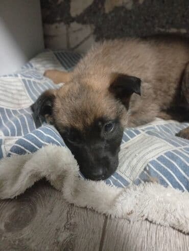 Продажа собак: Бельгийская овчарка, 1 месяц, Самка — 6