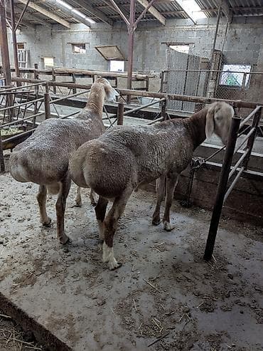 в связи с переездом отдам попугая жако в добрые руки: Продаю | Баран (самец) | Гиссарская | Для разведения — 5